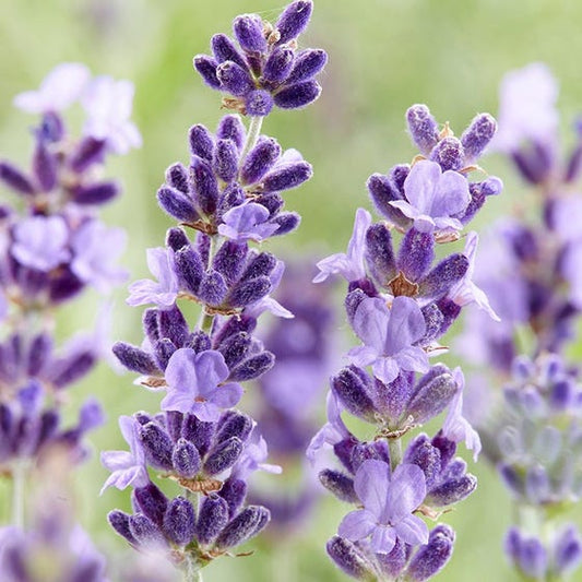 The Use of Lavender